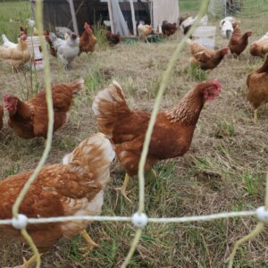 1 Dozen Chicken Eggs