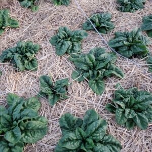 Spinach