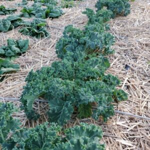 Kale