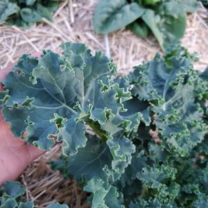 Kale