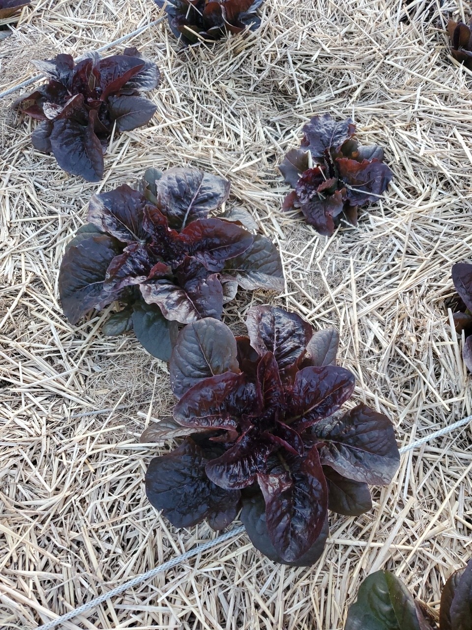 Lettuce - Image 4