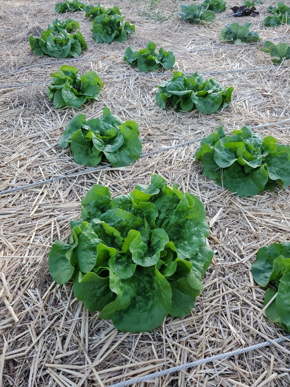 Lettuce - Image 3