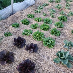 Lettuce