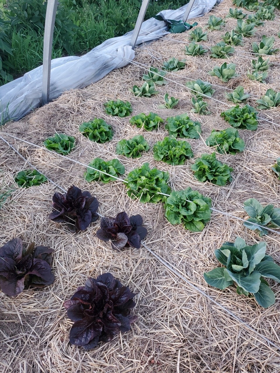 Lettuce - Image 2