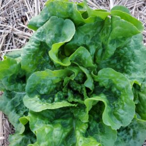 Lettuce