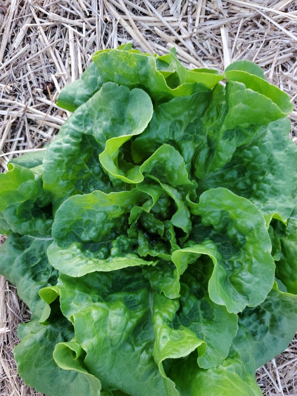 Lettuce