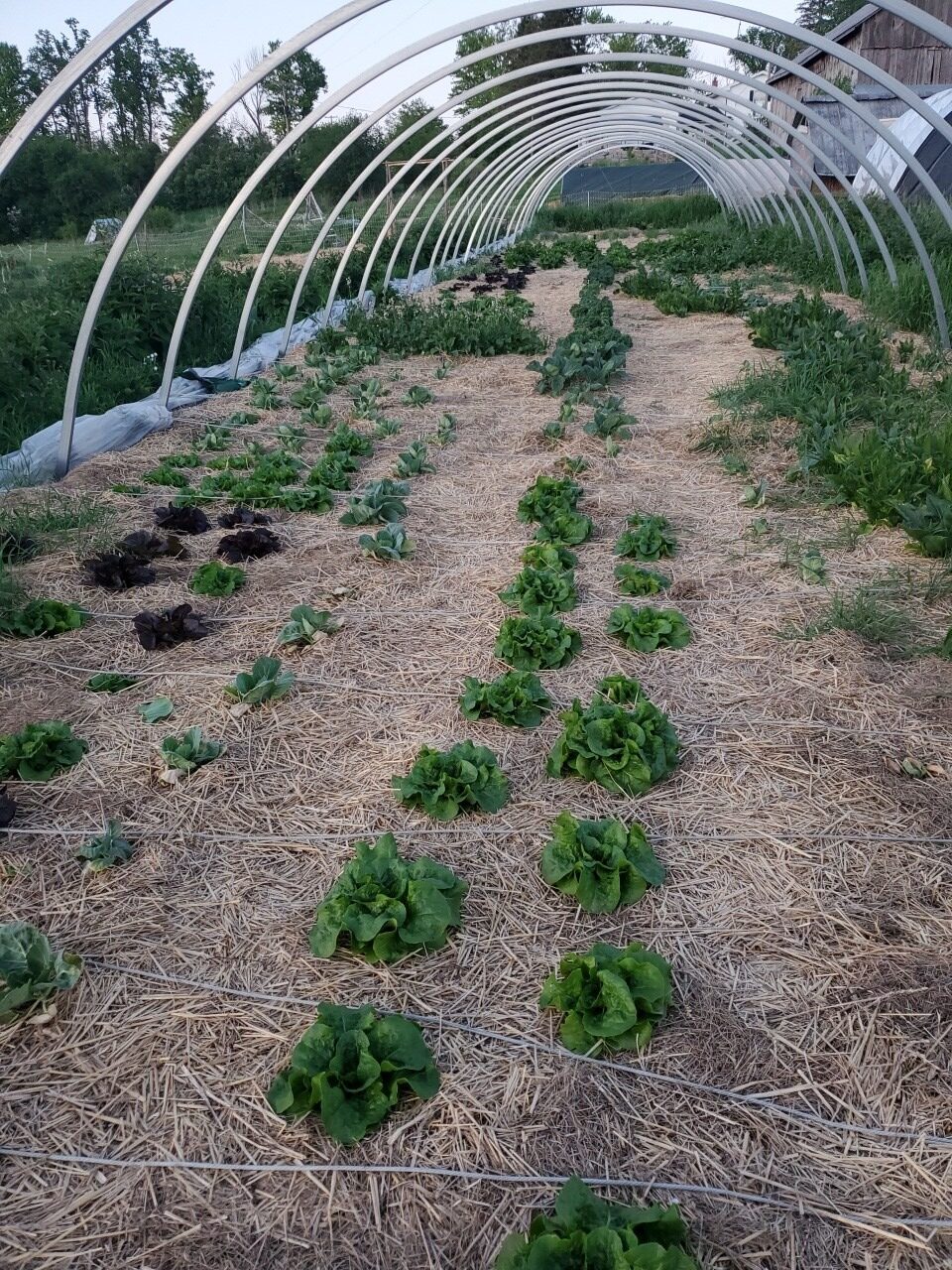 Lettuce - Image 4
