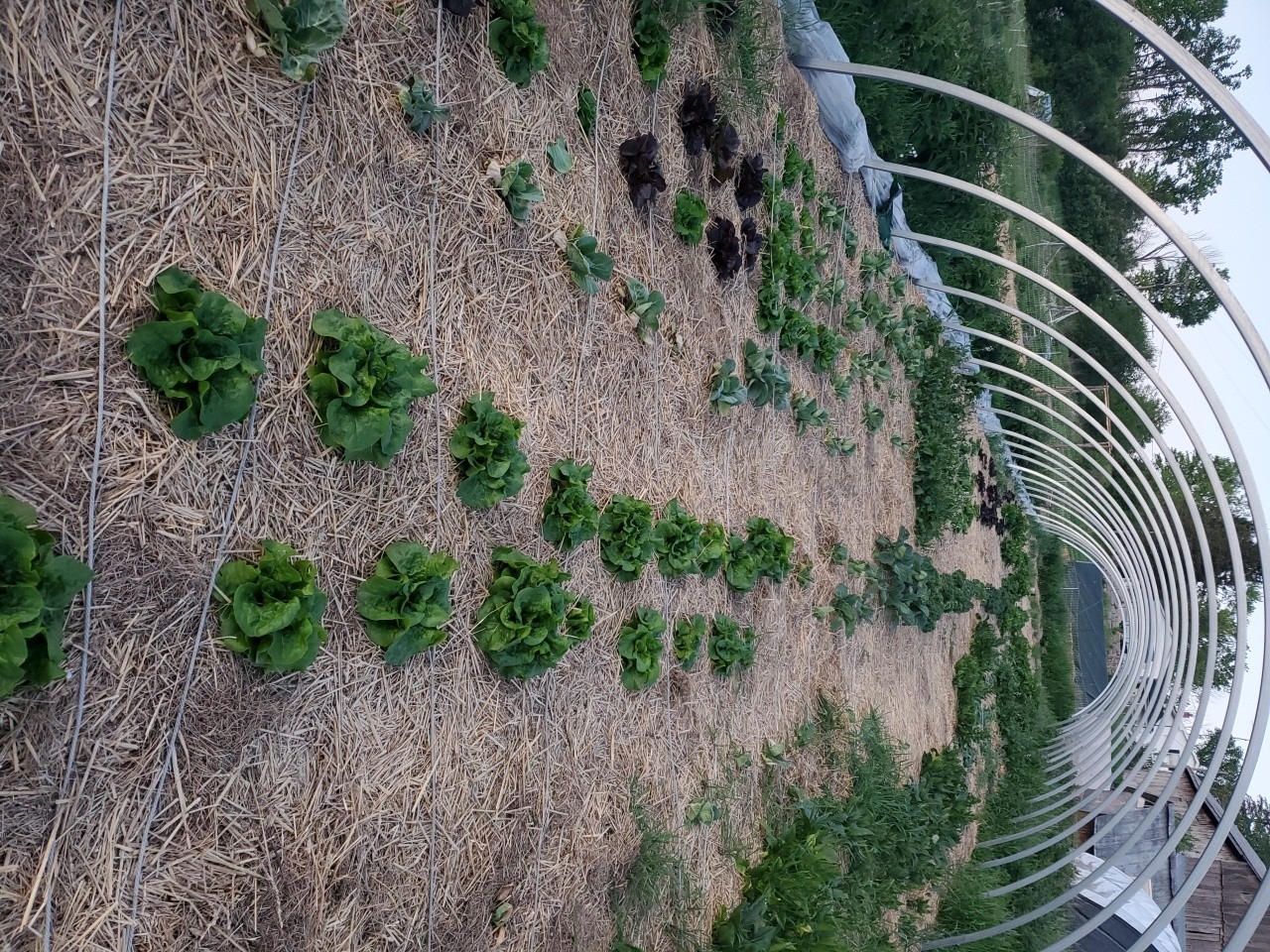 Lettuce - Image 6
