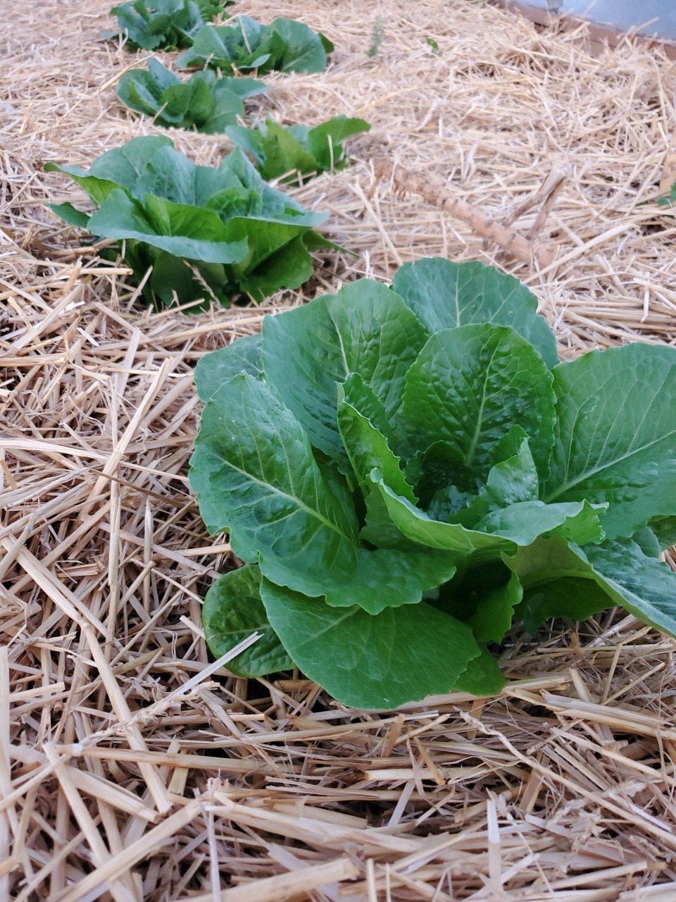 Lettuce - Image 7