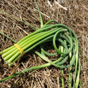 Garlic Scapes