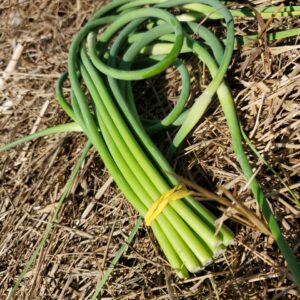 Garlic Scapes