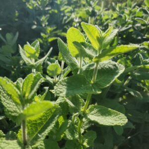 Apple Mint