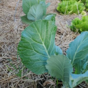 Collard Greens