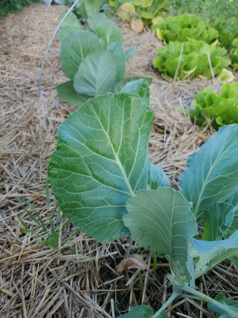 Collard Greens - Image 2