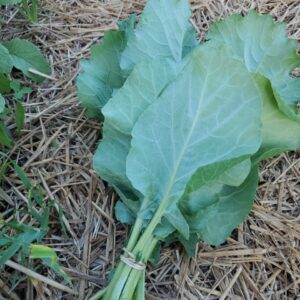 Collard Greens