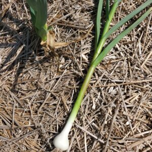 Garlic