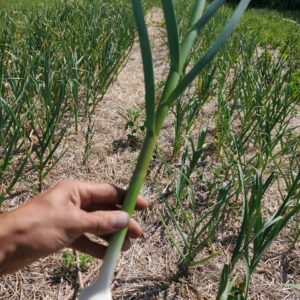 Garlic