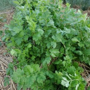 Cilantro