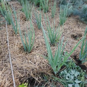 Green onions