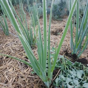 Green onions