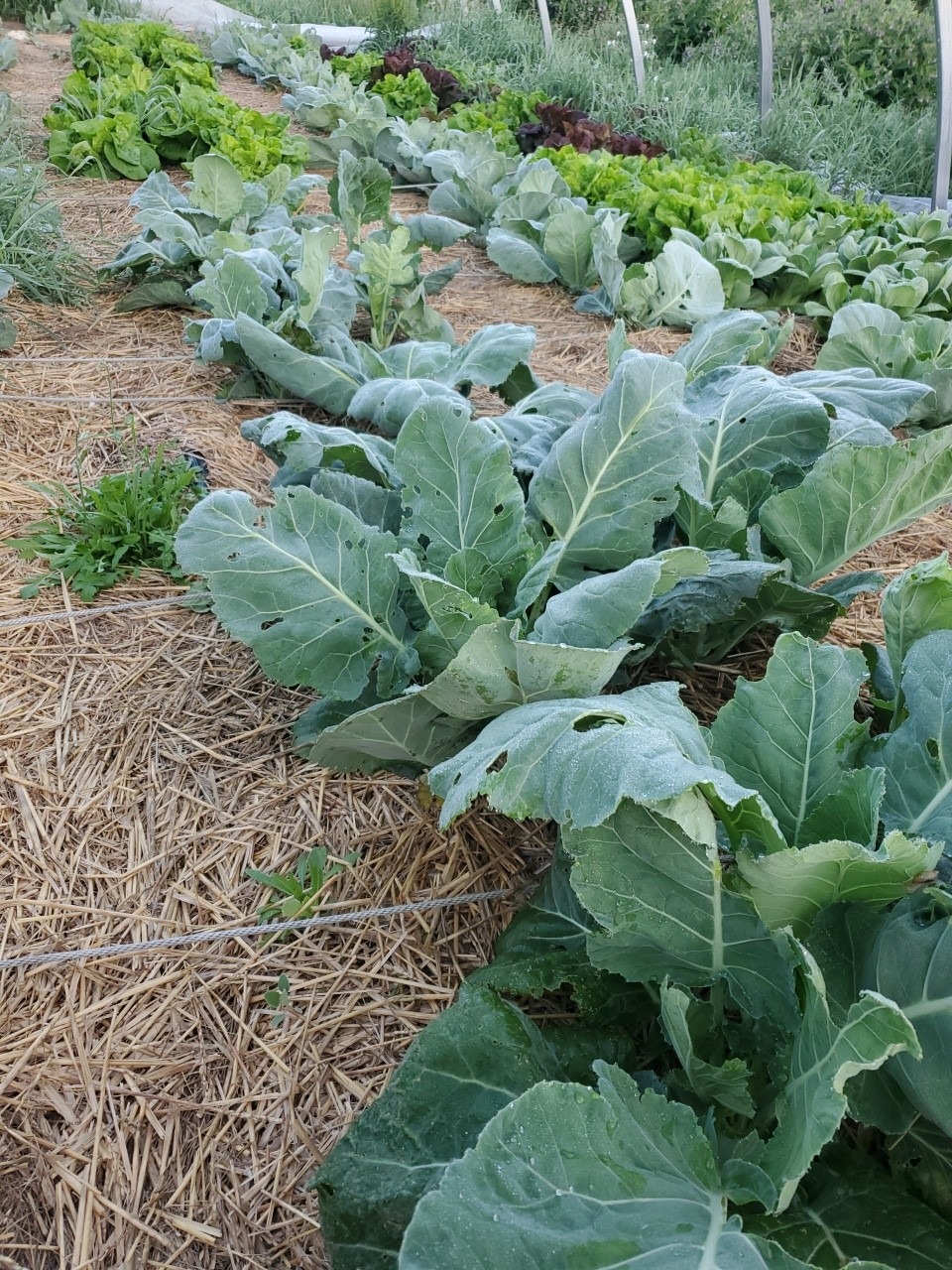 Collard Greens - Image 3
