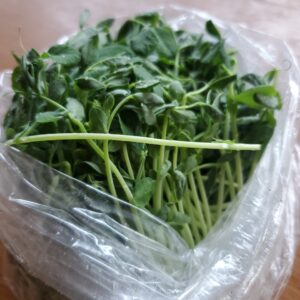 Pea Shoots