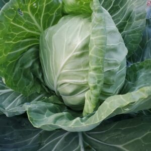 Cabbage