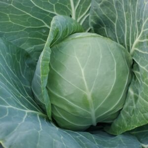 Cabbage