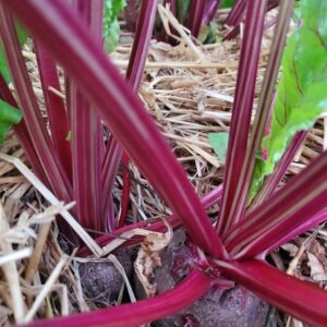 Beets