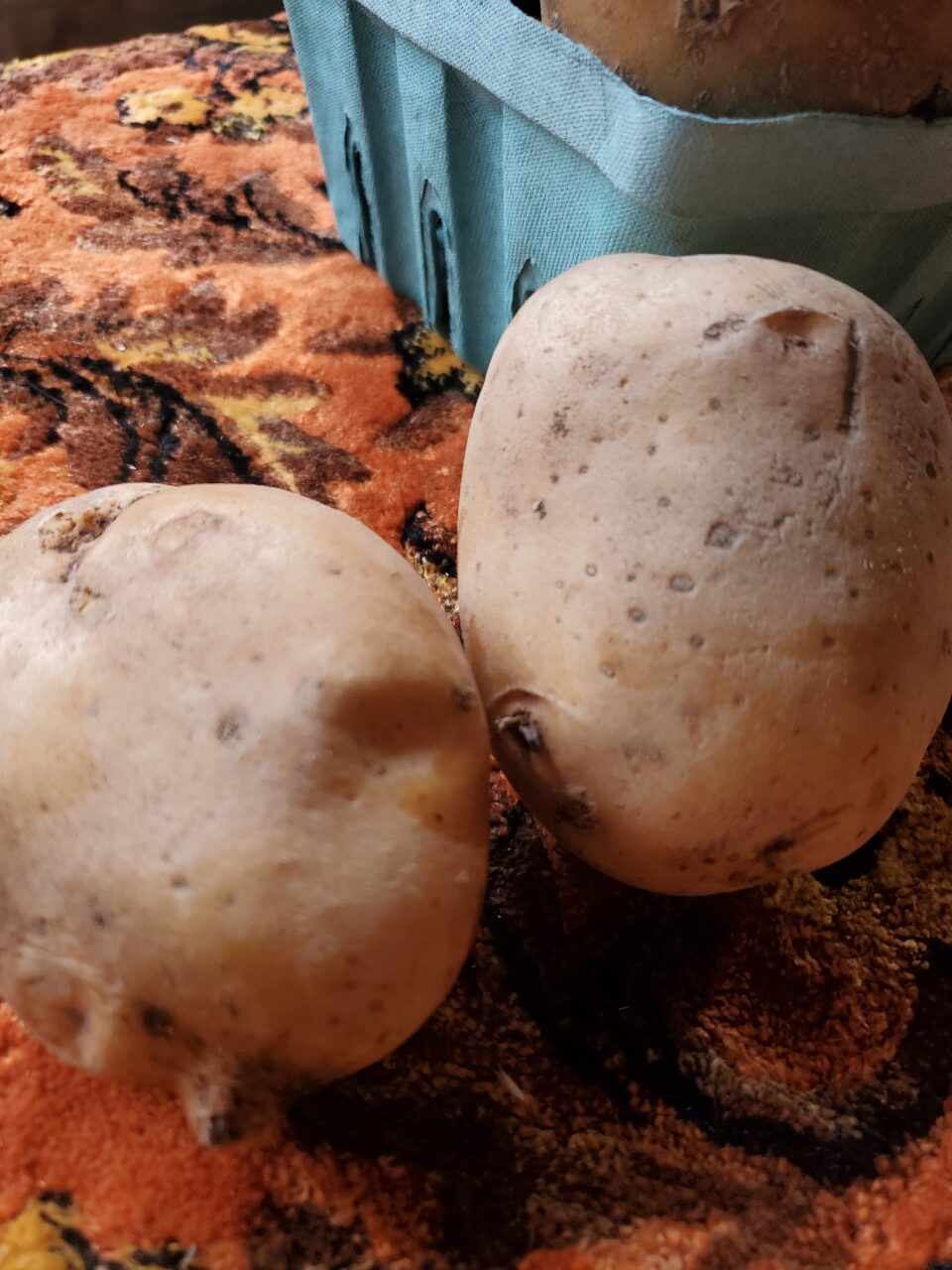 Potatoes, yellow (John Wood) - Image 3