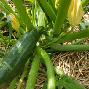 Zucchini