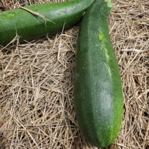 Zucchini