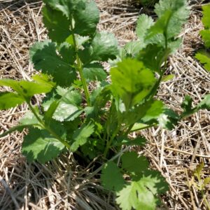 Cilantro