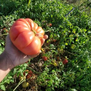 Big Tomatoes