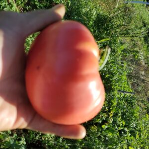 Big Tomatoes