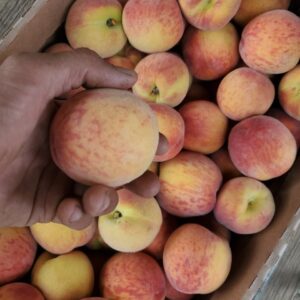 Peaches from Palatine Fruits and Roses
