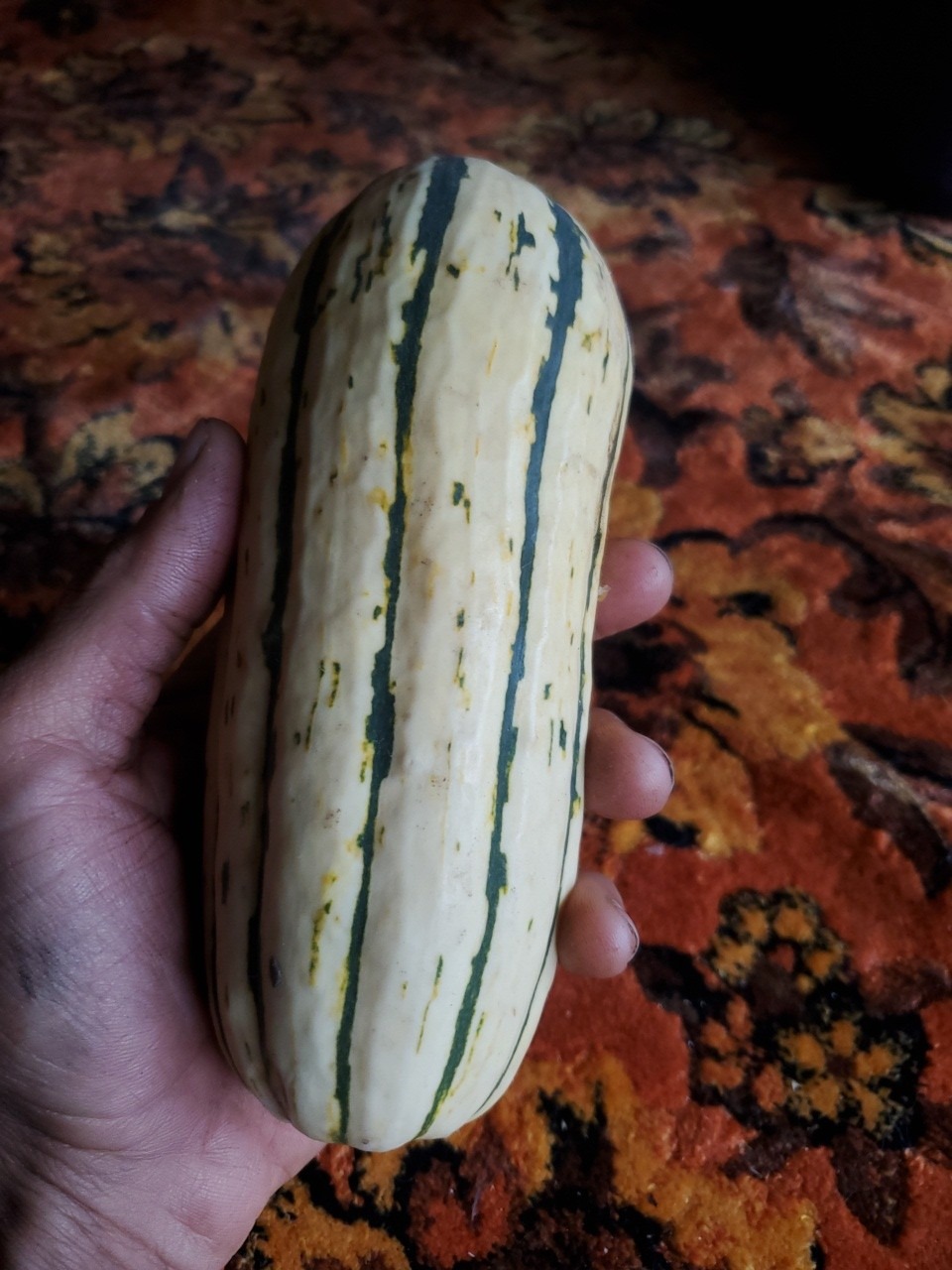 Delicata Squash ( lunar rhythm gardens ) - Image 3
