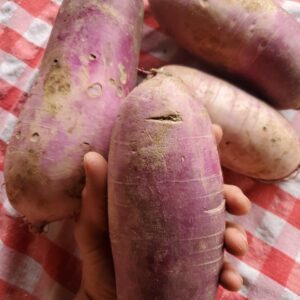 Purple Daikon (lunar rhythm gardens)