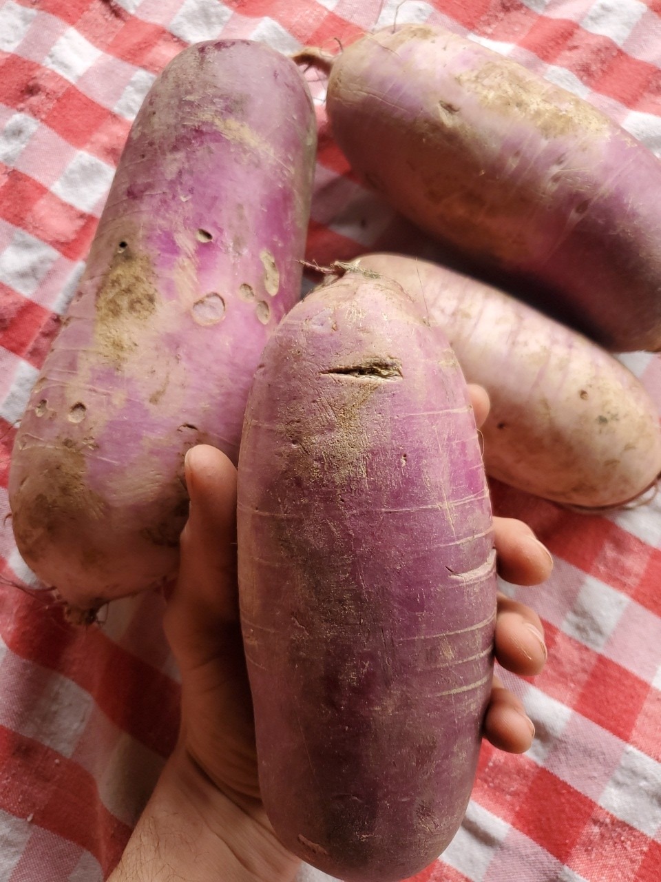 Purple Daikon (lunar rhythm gardens)
