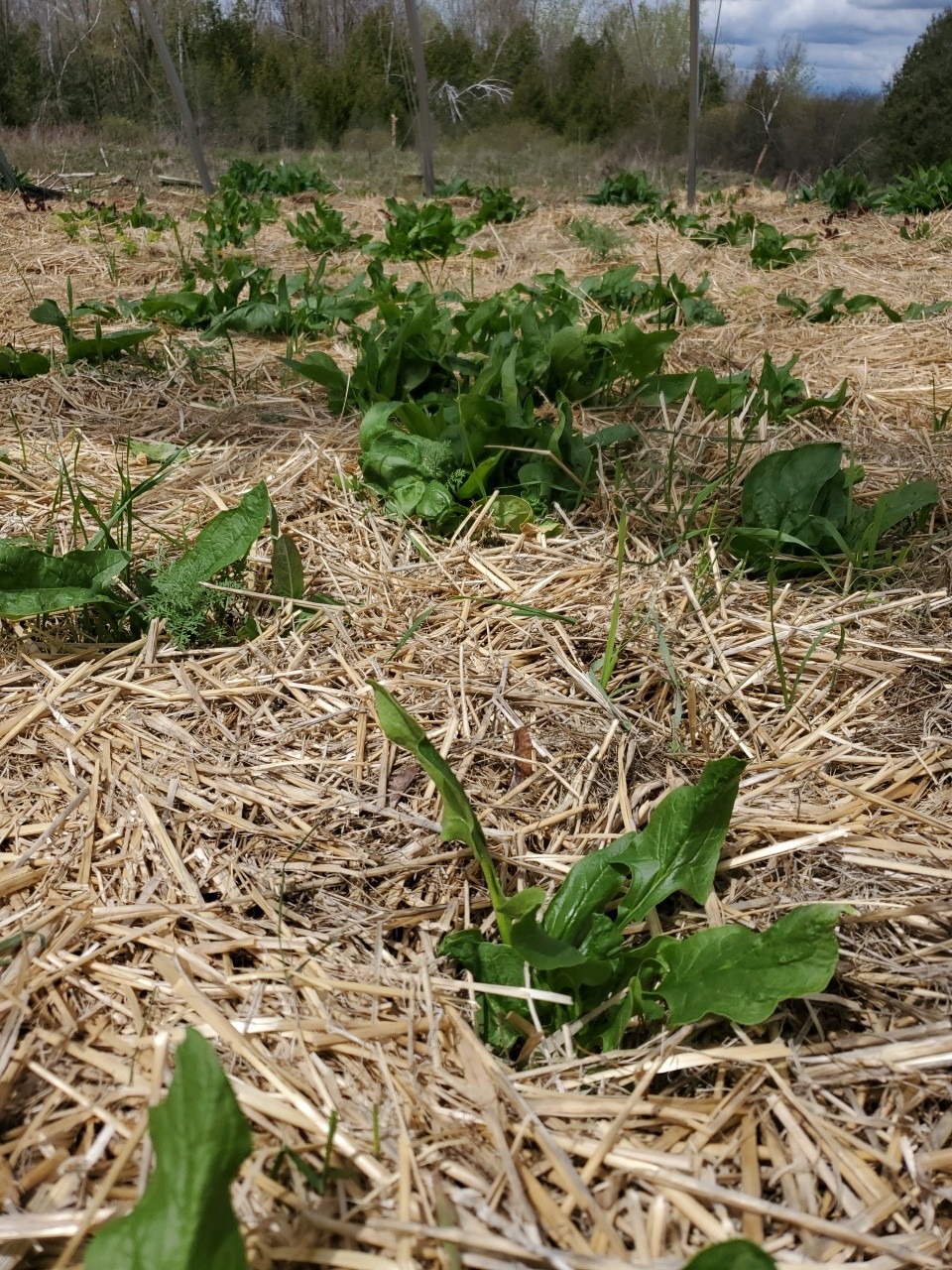 Spinach - Image 4