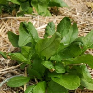 Spinach