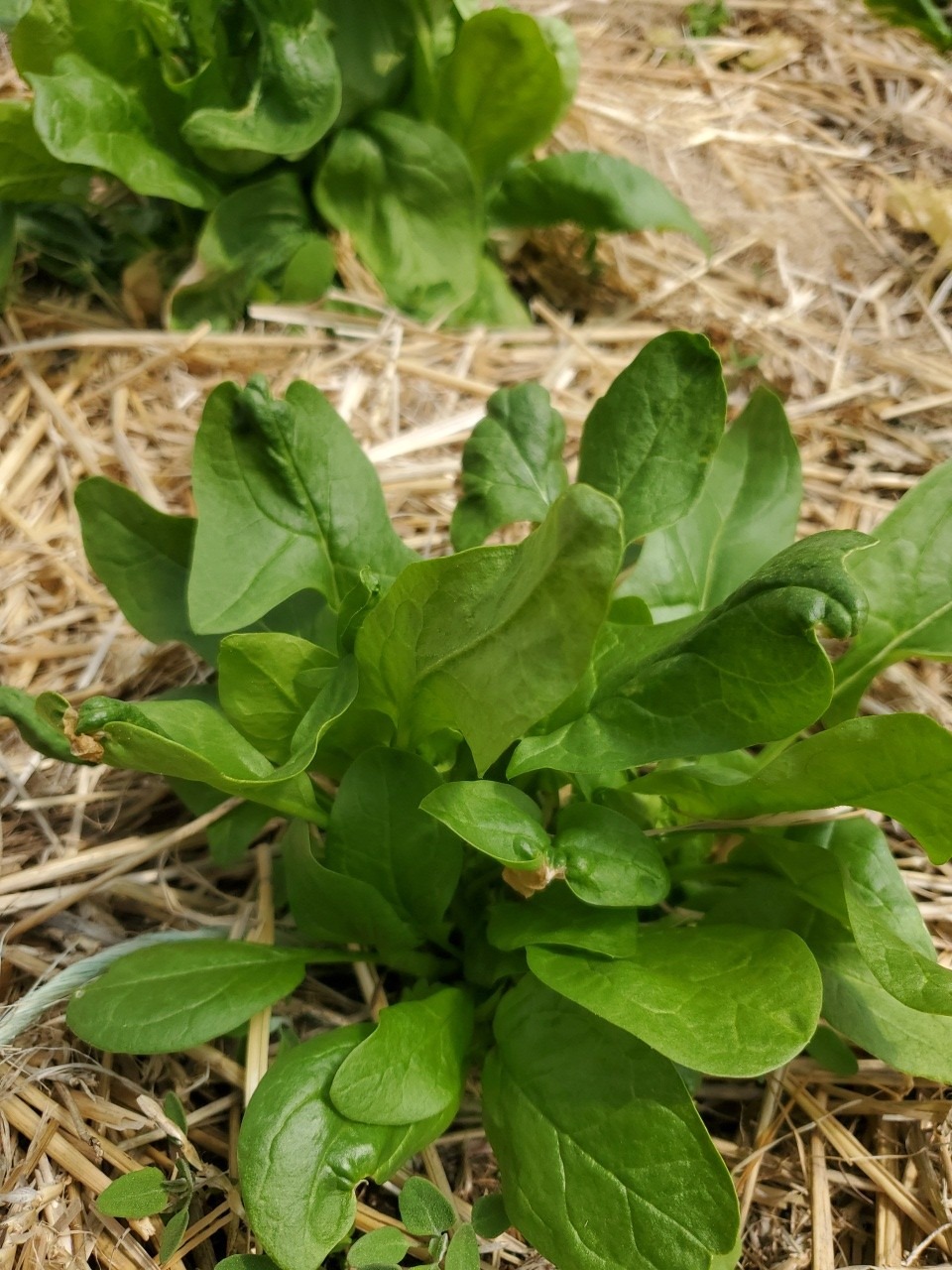 Spinach - Image 2