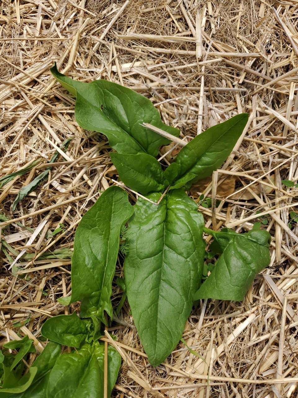 Spinach - Image 5
