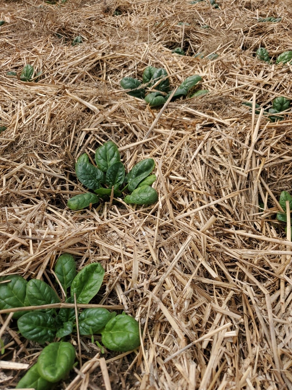 Spinach - Image 3