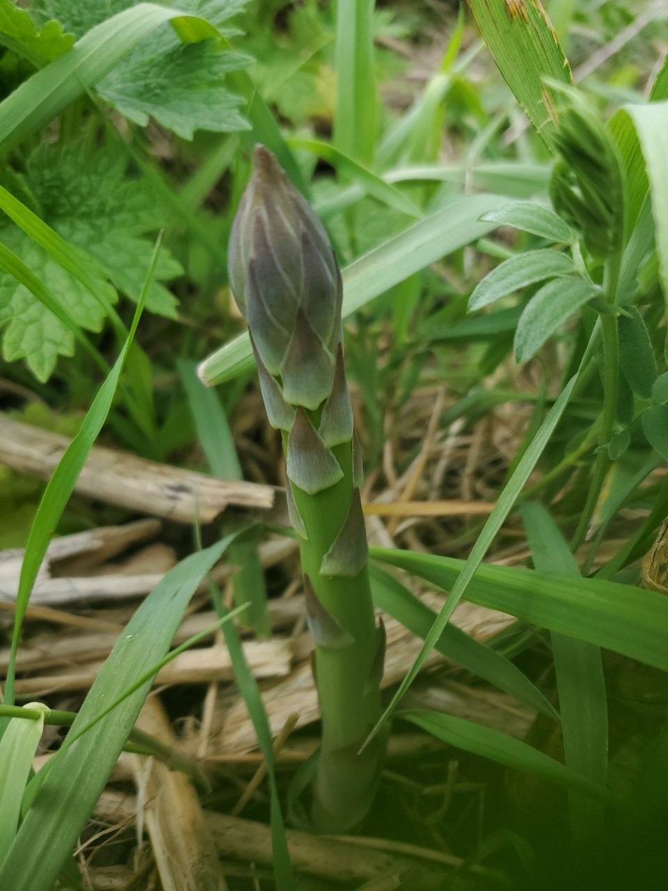Asparagus - Image 3