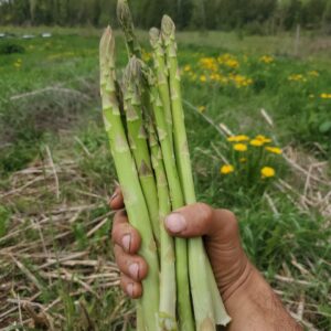Asparagus