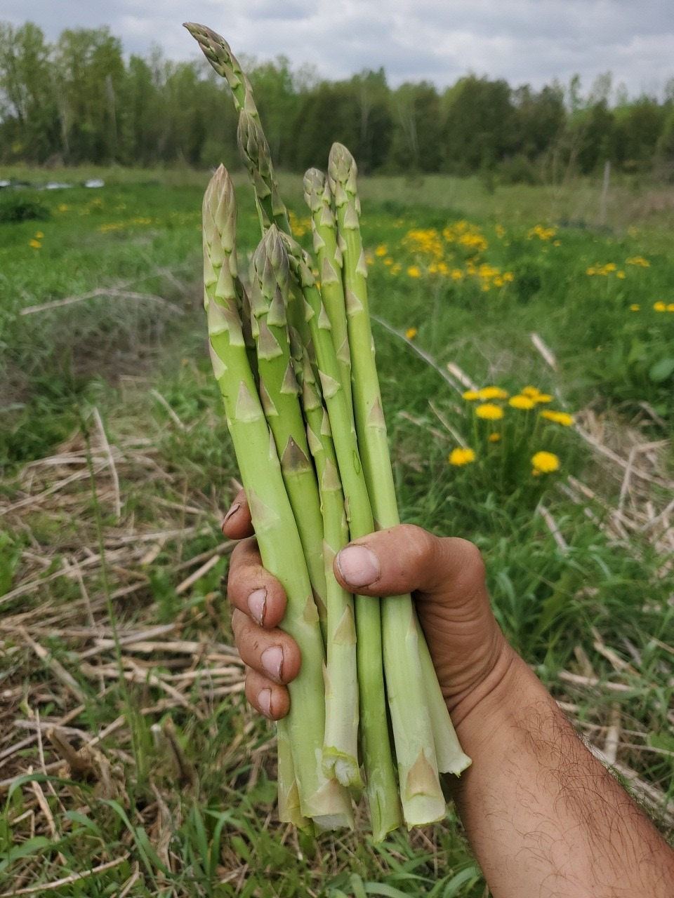 Asparagus