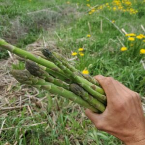 Asparagus