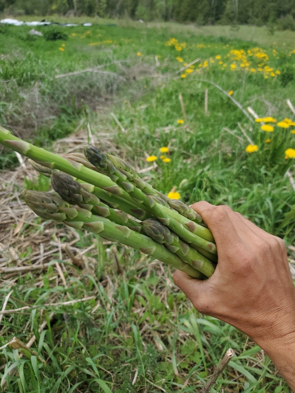 Asparagus - Image 2