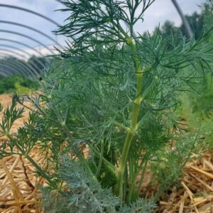 Dill leaves